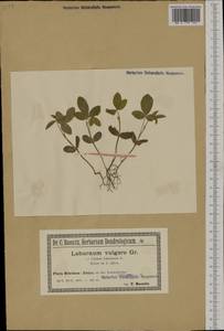 Laburnum anagyroides Medik., Western Europe (EUR) (Poland)