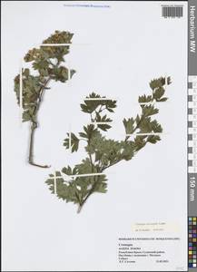 Crataegus praemonticola Holub, Crimea (KRYM) (Russia)