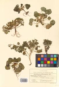 Cochlearia groenlandica L., Siberia, Russian Far East (S6) (Russia)