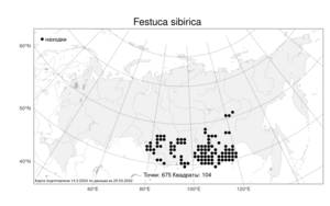 Festuca sibirica Hack. ex Boiss., Atlas of the Russian Flora (FLORUS) (Russia)