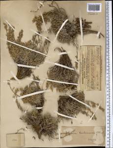 Artemisia kuschakewiczii C. Winkl., Middle Asia, Pamir & Pamiro-Alai (M2) (Kyrgyzstan)