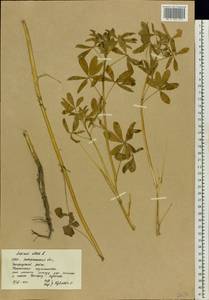 Lupinus albus L., Eastern Europe, West Ukrainian region (E13) (Ukraine)
