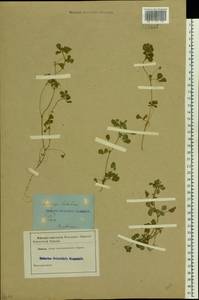 Medicago lupulina L., Eastern Europe, North-Western region (E2) (Russia)