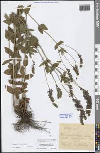 Veronica teucrium L., Eastern Europe, Central forest-and-steppe region (E6) (Russia)