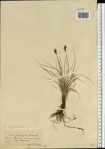 Carex stenophylla Wahlenb., Eastern Europe, South Ukrainian region (E12) (Ukraine)