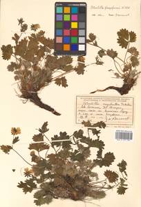 Potentilla fragiformis Willd. ex D. F. K. Schltdl., Siberia, Russian Far East (S6) (Russia)