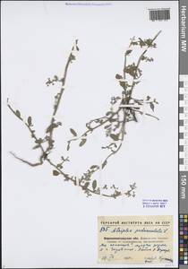 Halimione pedunculata (L.) Aellen, Eastern Europe, North Ukrainian region (E11) (Ukraine)