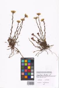 Tussilago farfara L., Eastern Europe, Moscow region (E4a) (Russia)