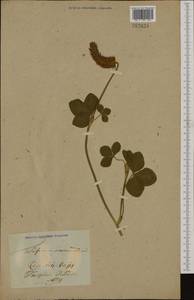 Trifolium incarnatum L., Botanic gardens and arboreta (GARD) (Lithuania)
