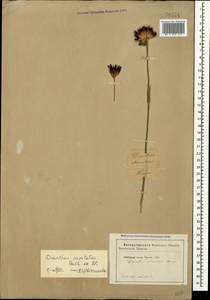 Dianthus capitatus J. St.-Hil., Crimea (KRYM) (Russia)