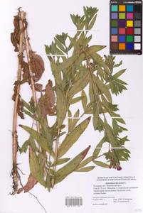 Epilobium hirsutum L., Eastern Europe, Central region (E4) (Russia)