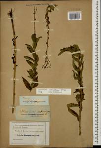 Hieracium robustum Fr., Caucasus (no precise locality) (K0)