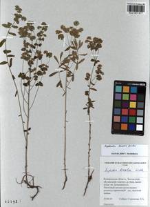 KUZ 001 617, Euphorbia borealis Baikov, Siberia, Altai & Sayany Mountains (S2) (Russia)