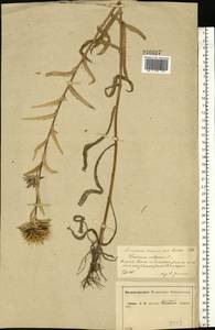Carlina vulgaris L., Eastern Europe, Central forest-and-steppe region (E6) (Russia)