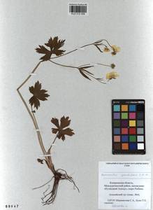 Ranunculus grandifolius C. A. Mey., Siberia, Altai & Sayany Mountains (S2) (Russia)