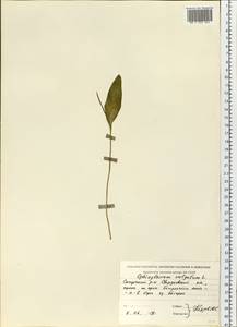 Ophioglossum vulgatum L., Eastern Europe, Eastern region (E10) (Russia)