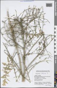 Sisymbrium altissimum L., Eastern Europe, Lower Volga region (E9) (Russia)