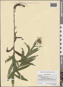 Pentanema salicinum (L.) D. Gut. Larr., Santos-Vicente, Anderb., E. Rico & M. M. Mart. Ort., Eastern Europe, Northern region (E1) (Russia)