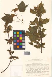 Acer barbinerve Maxim., Siberia, Russian Far East (S6) (Russia)