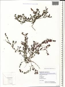 Euphorbia maculata L., Caucasus, Black Sea Shore (from Novorossiysk to Adler) (K3) (Russia)