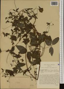 Clematis viticella L., Western Europe (EUR) (Italy)