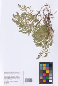 Thymus pannonicus All., Eastern Europe, Lower Volga region (E9) (Russia)