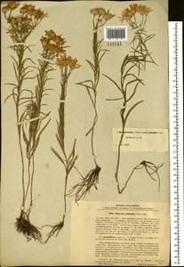 Galatella hauptii (Ledeb.) Lindl. ex DC., Siberia, Western Siberia (S1) (Russia)