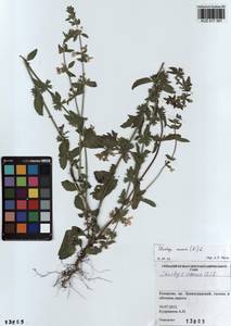 Stachys annua (L.) L., Siberia, Altai & Sayany Mountains (S2) (Russia)