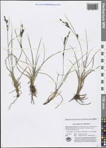 Carex nigra (L.) Reichard, Eastern Europe, Northern region (E1) (Russia)