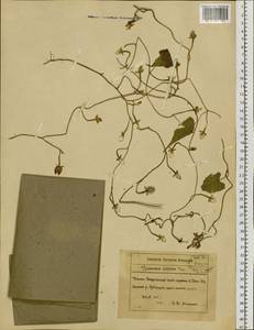 Merremia sibirica (L.) Hallier fil., Siberia, Russian Far East (S6) (Russia)