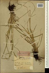 Carex panicea L., Caucasus, Stavropol Krai, Karachay-Cherkessia & Kabardino-Balkaria (K1b) (Russia)