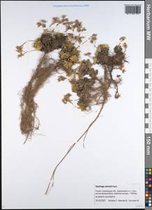 Micranthes merkii subsp. merkii, Siberia, Russian Far East (S6) (Russia)