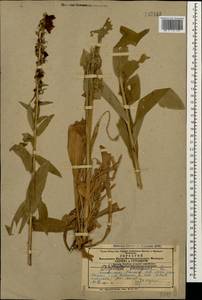 Digitalis ferruginea L., Caucasus, Armenia (K5) (Armenia)