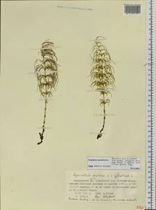 Equisetum sylvaticum L., Siberia, Central Siberia (S3) (Russia)