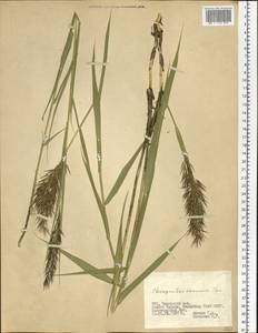 Phragmites australis (Cav.) Trin. ex Steud., Siberia, Western Siberia (S1) (Russia)