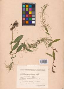 Epilobium pseudorubescens A. K. Skvortsov, Eastern Europe, Middle Volga region (E8) (Russia)