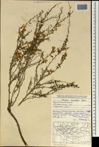 Caragana stenophylla Pojark., Mongolia (MONG) (Mongolia)