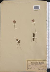 Allium tenuicaule Regel, Middle Asia, Pamir & Pamiro-Alai (M2) (Turkmenistan)