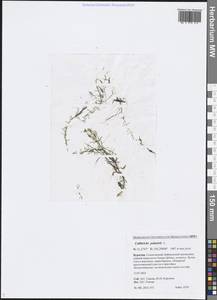 Callitriche palustris L., Siberia, Baikal & Transbaikal region (S4) (Russia)