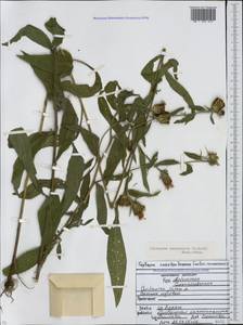 Centaurea phrygia subsp. abbreviata (C. Koch) Dostál, Caucasus, North Ossetia, Ingushetia & Chechnya (K1c) (Russia)