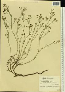 Asperula graveolens subsp. danilewskiana (Basiner) Pyatunina, Eastern Europe, Central forest-and-steppe region (E6) (Russia)