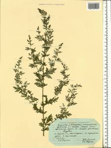 Artemisia annua L., Eastern Europe, Middle Volga region (E8) (Russia)
