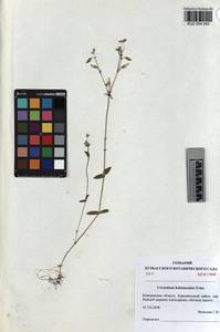 KUZ 004 543, Cerastium holosteoides Fries emend. Hyl., Siberia, Altai & Sayany Mountains (S2) (Russia)
