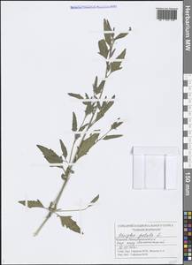 Atriplex patula L., Eastern Europe, Middle Volga region (E8) (Russia)