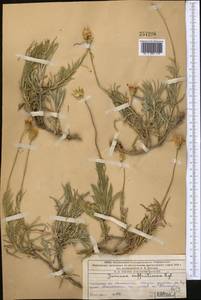 Jurinea suffruticosa Regel, Middle Asia, Western Tian Shan & Karatau (M3) (Kazakhstan)