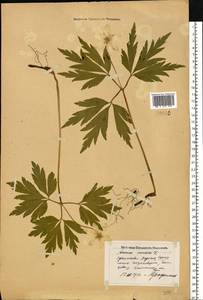 Anemone nemorosa L., Eastern Europe, North-Western region (E2) (Russia)