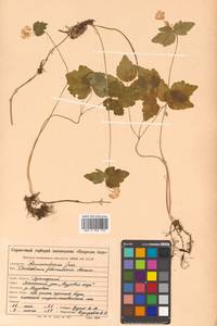 Thalictrum filamentosum Maxim., Siberia, Russian Far East (S6) (Russia)