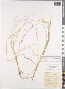 Carex canescens subsp. canescens, Siberia, Western Siberia (S1) (Russia)