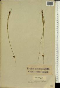 Schoenoplectus californicus (C.A.Mey.) Soják, Africa (AFR) (South Africa)