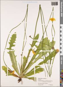 Hypochaeris radicata L., Eastern Europe, Moscow region (E4a) (Russia)